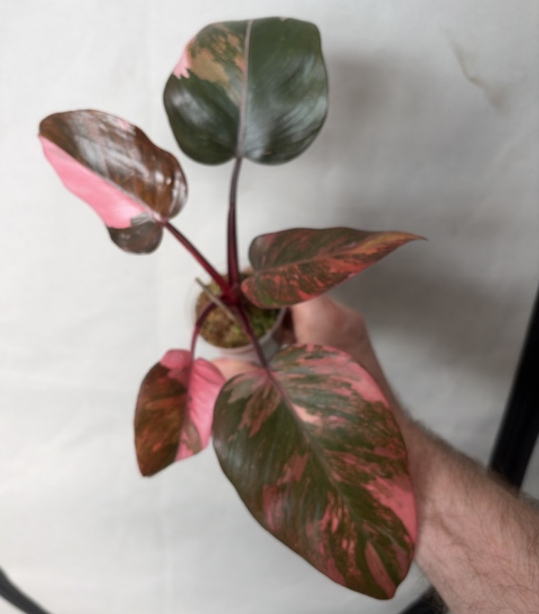 Domenica Philodendron princess of fire quad color