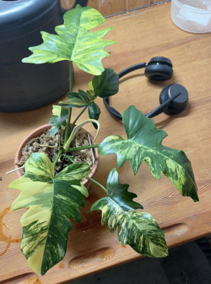Philodendron Florida Beauty × mayoi variegata für Mehmet