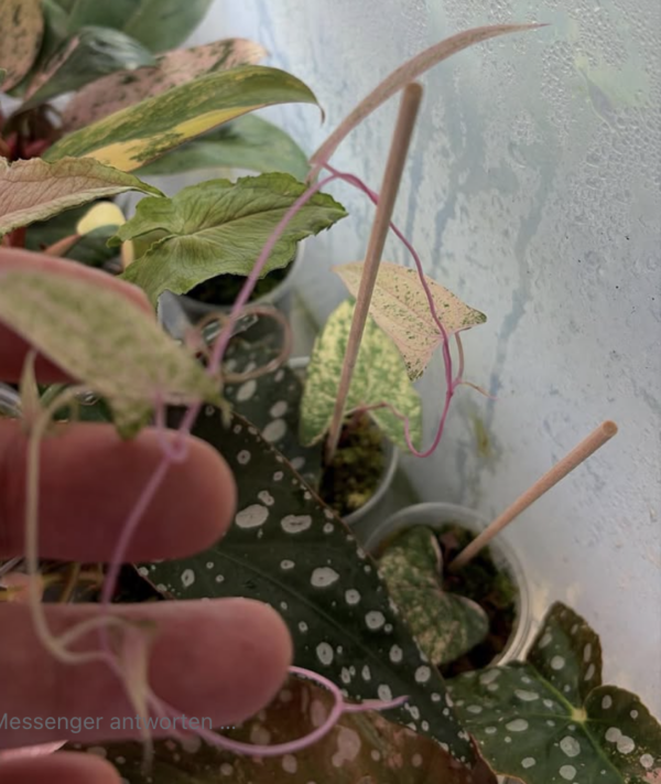 Reserviert für Nico Dioscorea pixel pink variegata
