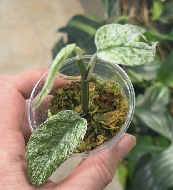 Epipremnum pinnatum white monster für Steffi – Bild 2