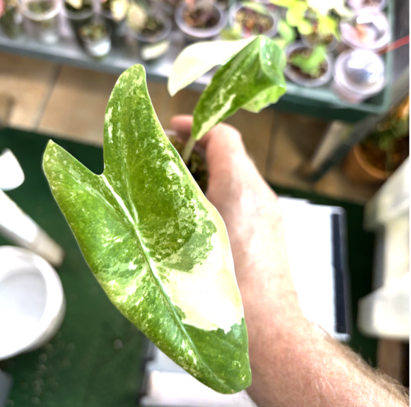 Alocasia longiloba albo variegata für Pawel