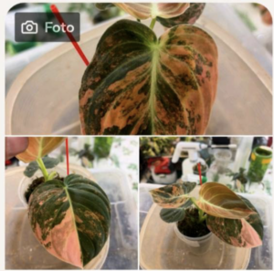 Reserviert für Patrik: Philodendron melanochrysum pink variegata