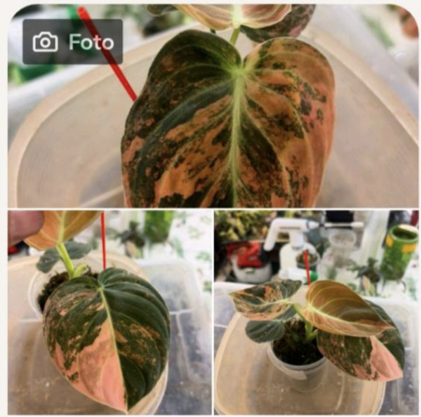 Reserviert für Patrik: Philodendron melanochrysum pink variegata