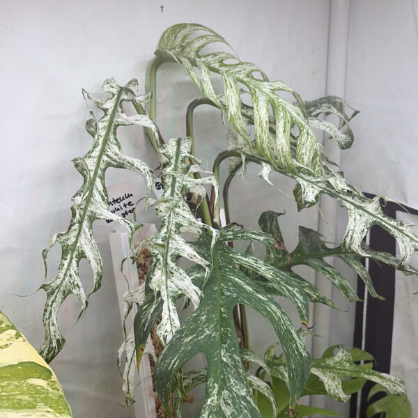 Epipremnum pinnatum white monster