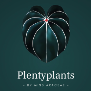 Miss Araceae