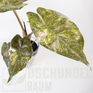 Alocasia wentii aline variegata