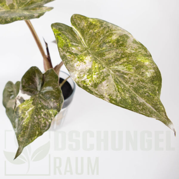 Alocasia wentii aline variegata