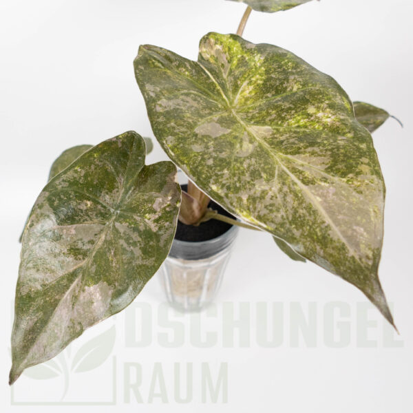 Alocasia wentii aline variegata, sehr selten #02 – Bild 2