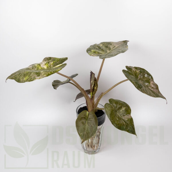 Alocasia wentii aline variegata, sehr selten #02 – Bild 3