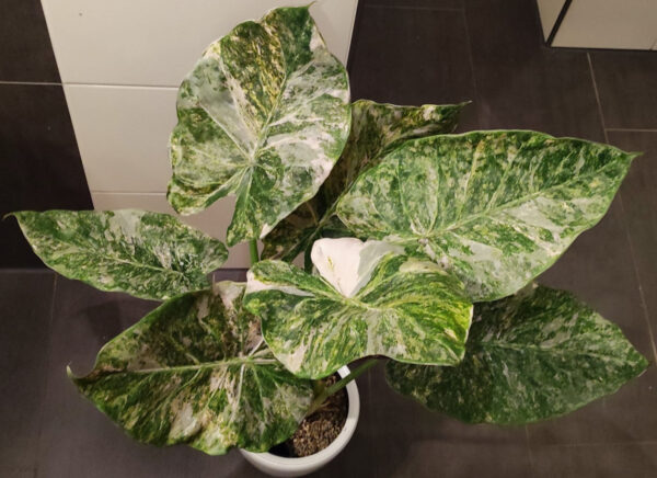 Alocasia wentii aline variegata