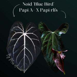 Anthurium NOID Blue Bird × Papillilaminum A+ × RLFS