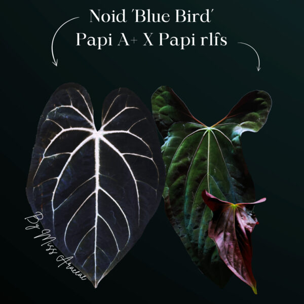 Anthurium NOID Blue Bird × Papillilaminum A+ × RLFS